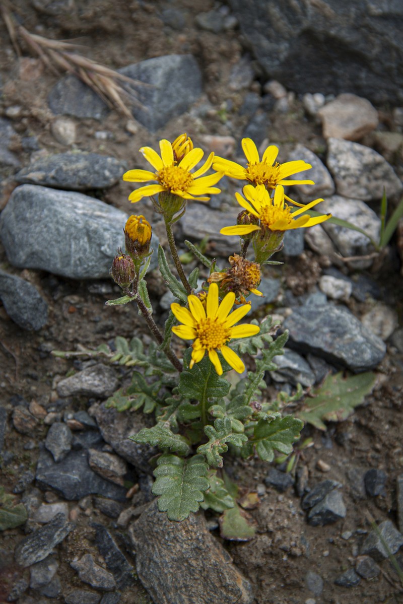 Senecio krascheninnikovii