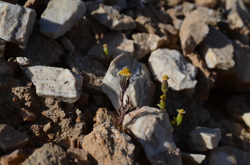 Senecio krascheninnikovii photo 2