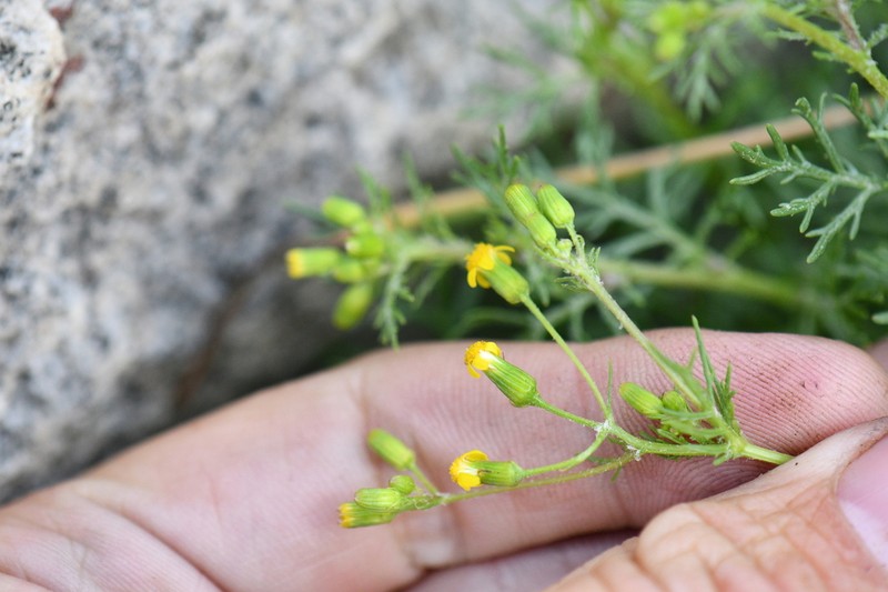 Senecio krascheninnikovii photo 3