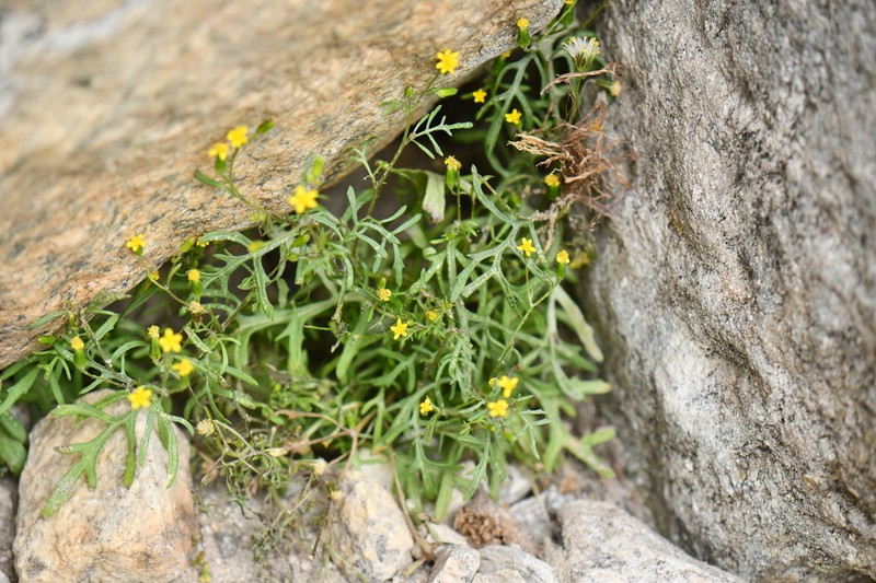 Senecio krascheninnikovii photo 4