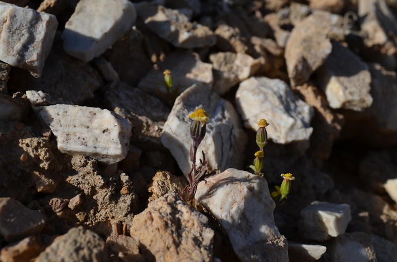 Senecio krascheninnikovii photo 5