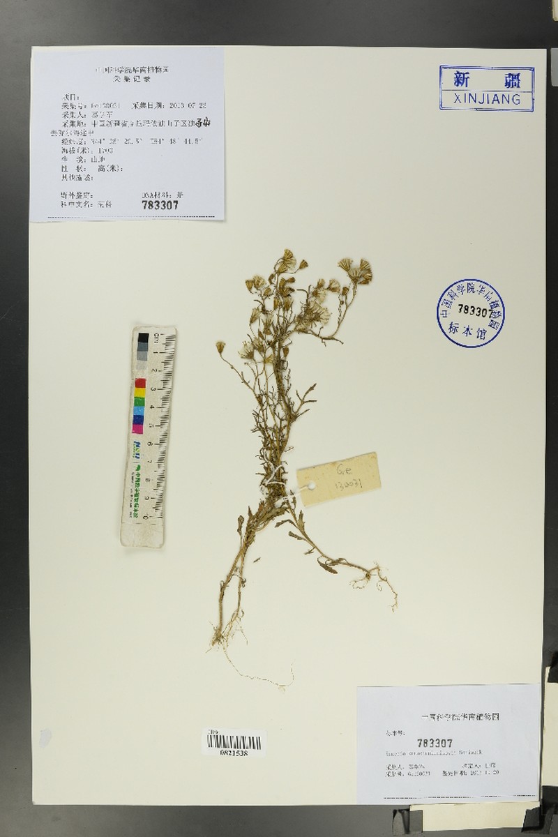 Senecio krascheninnikovii photo 6