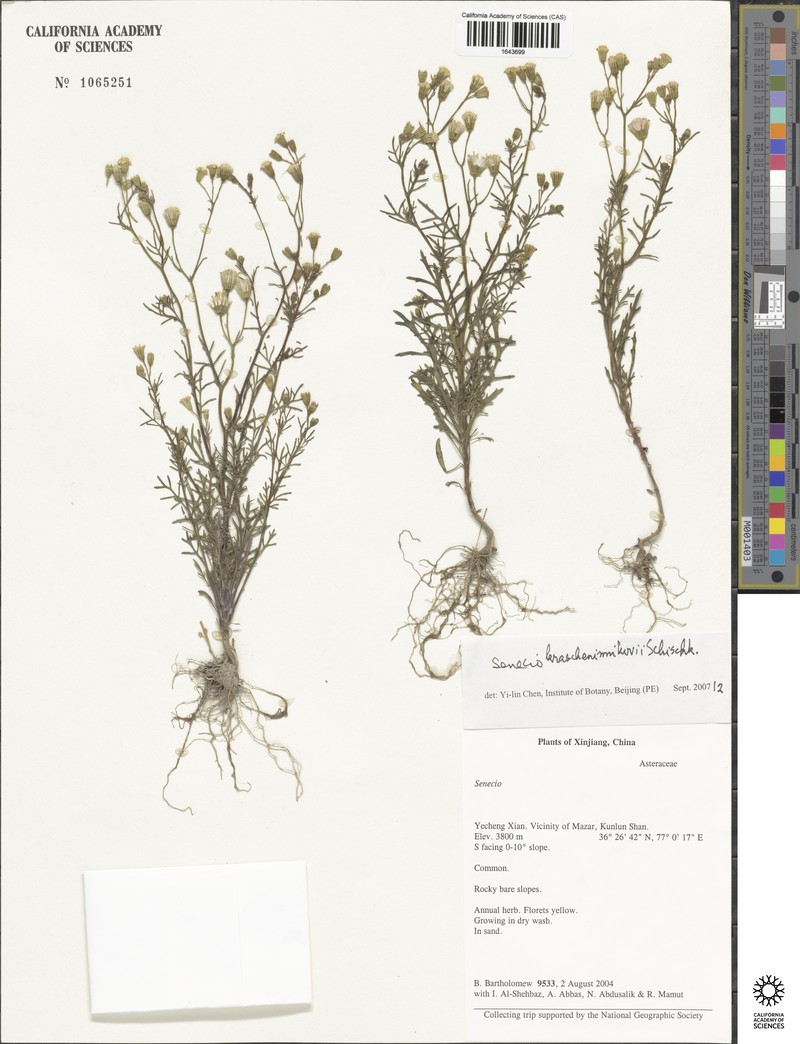 Senecio krascheninnikovii photo 7