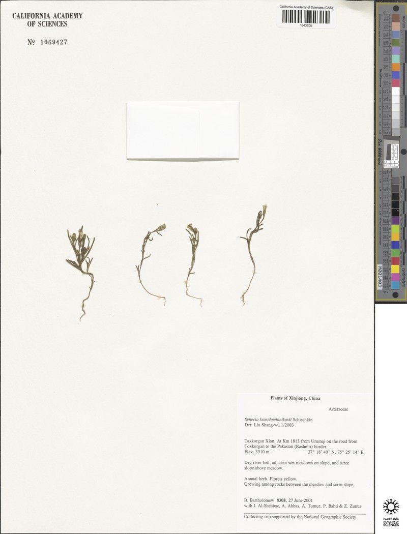Senecio krascheninnikovii photo 8