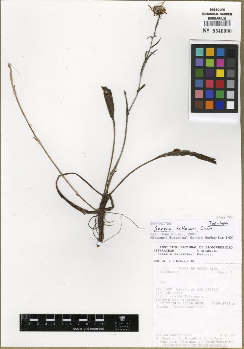 Senecio kuhbieri