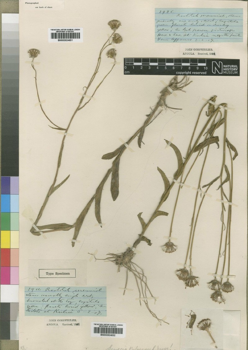 Senecio kuluensis photo 2