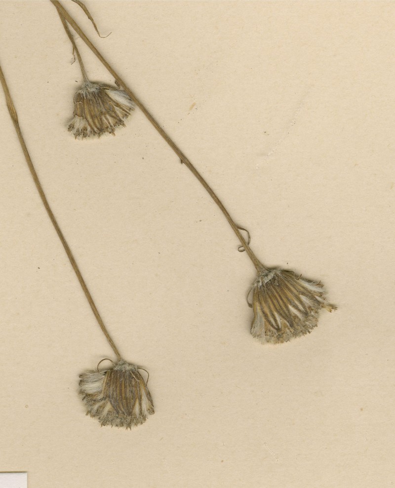 Senecio kuluensis
