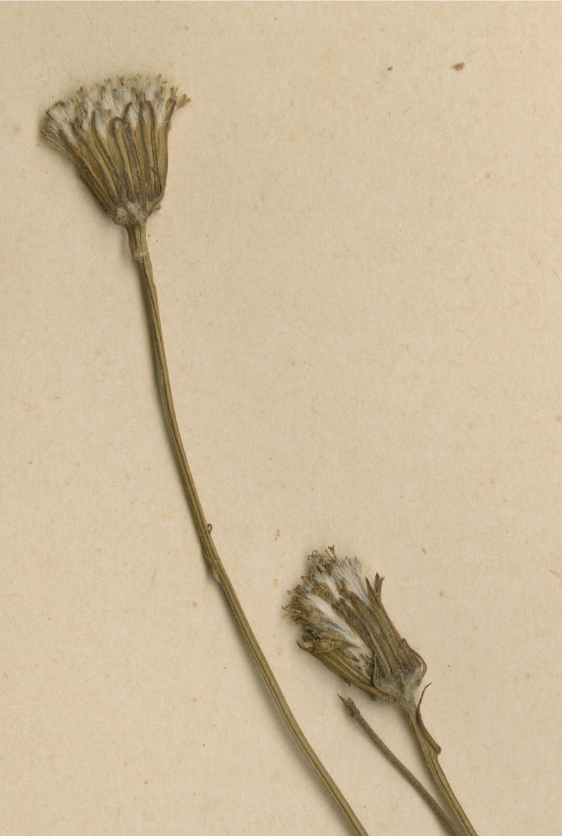Senecio kuluensis photo 4