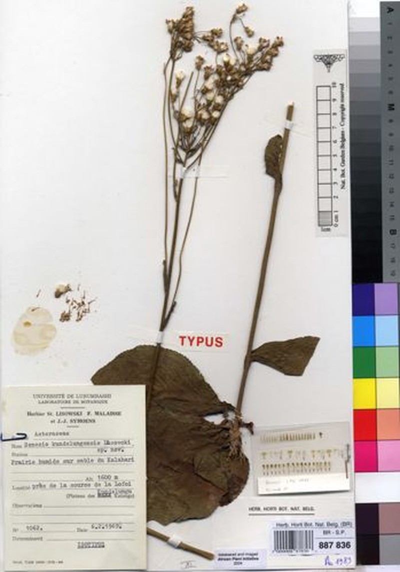 Senecio kundelungensis