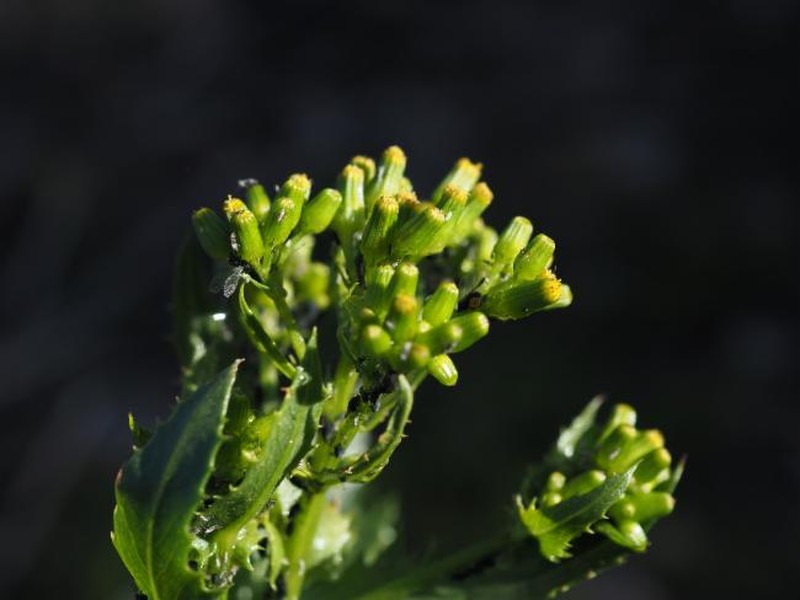 Senecio laceratus