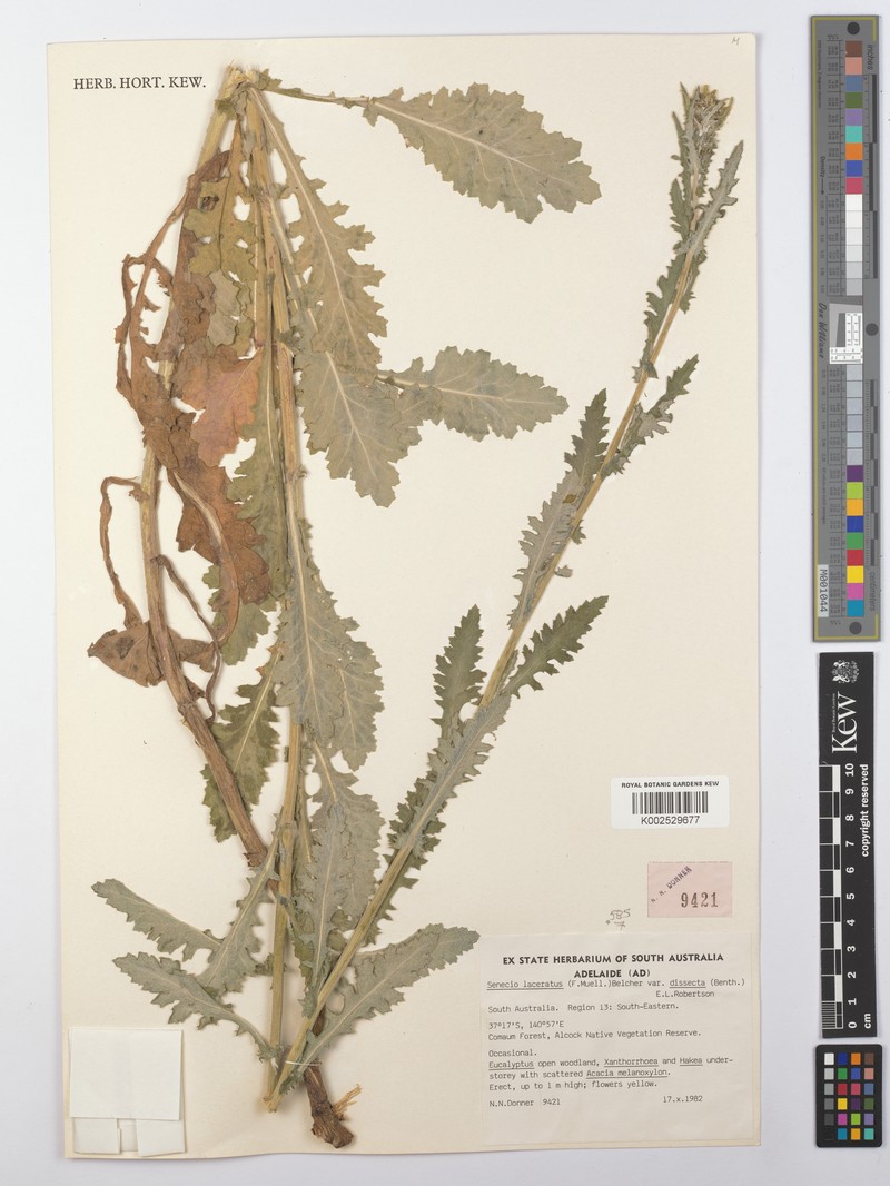 Senecio laceratus photo 4
