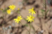Senecio lacustrinus