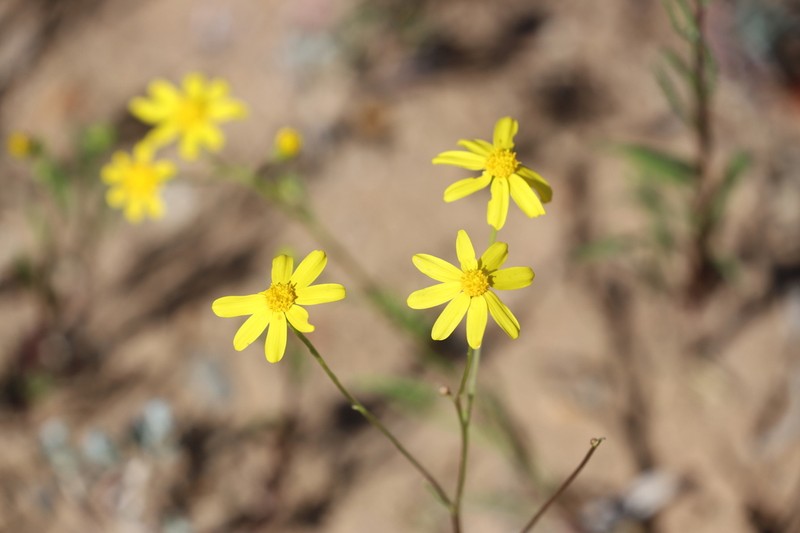 Senecio lacustrinus