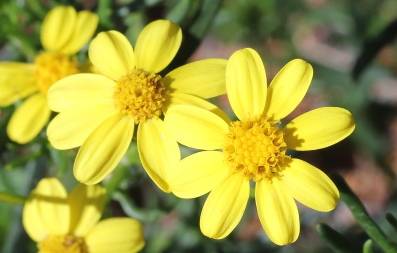 Senecio lacustrinus photo 2