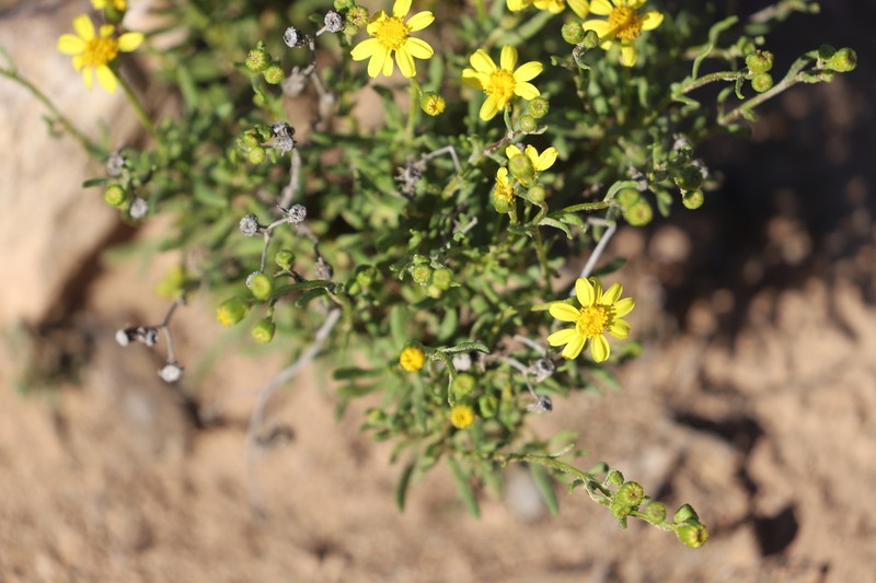 Senecio lacustrinus photo 3