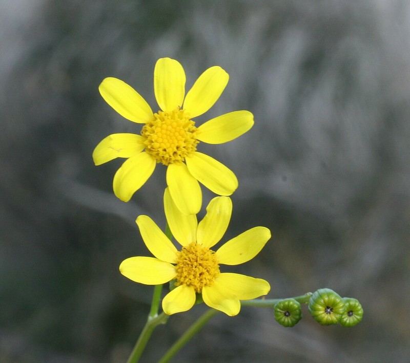 Senecio lacustrinus photo 4