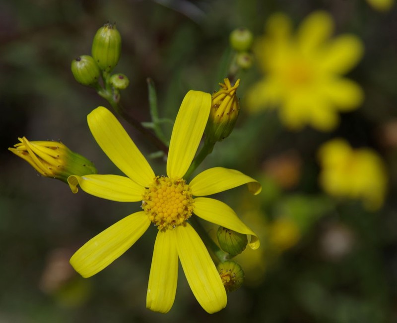 Senecio lacustrinus photo 5
