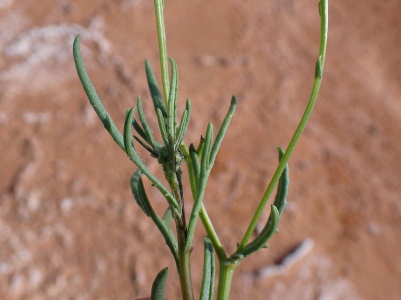 Senecio lacustrinus photo 6