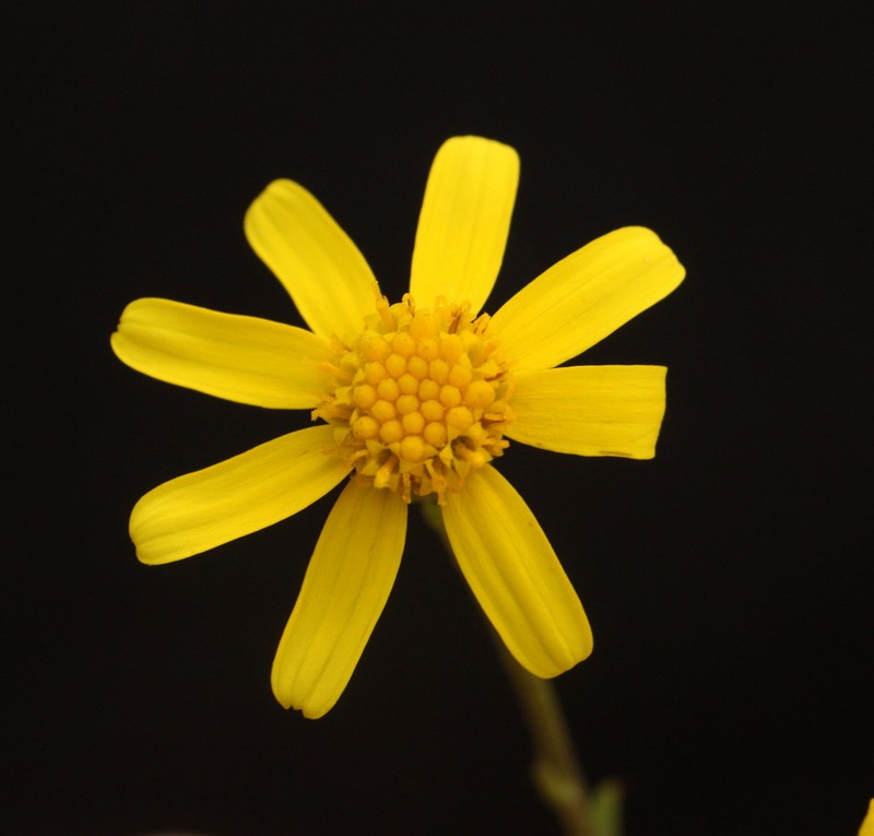 Senecio lacustrinus photo 7