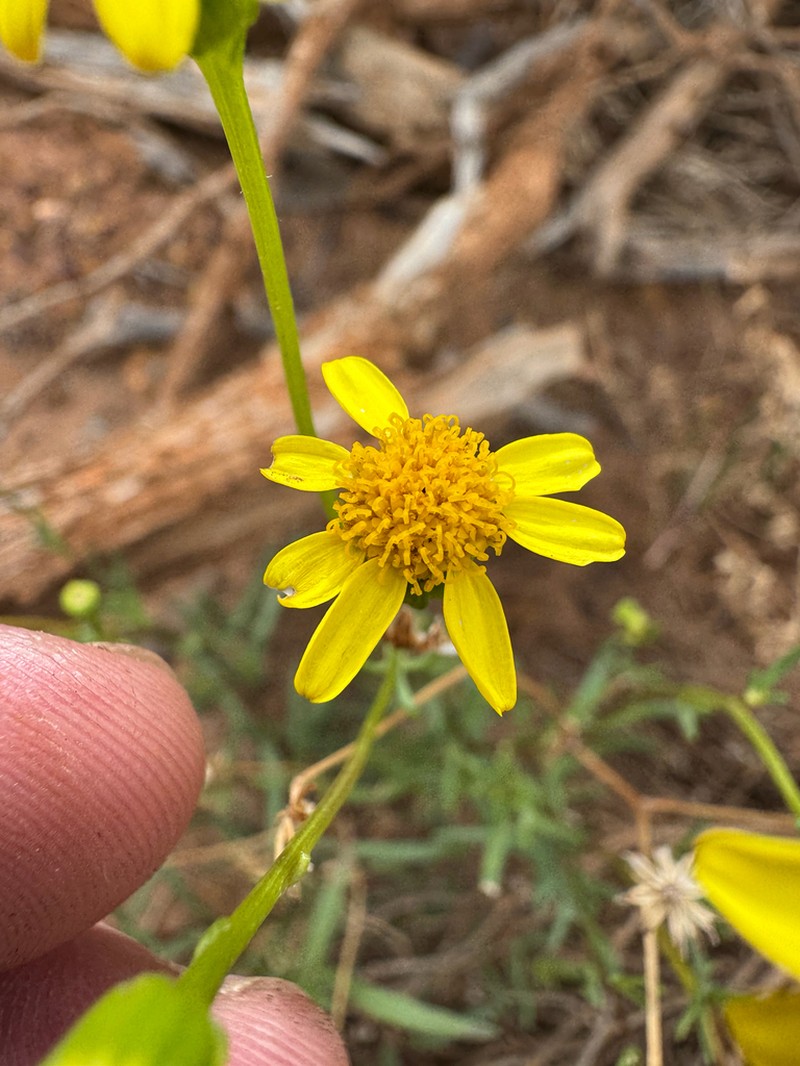Senecio lacustrinus photo 8