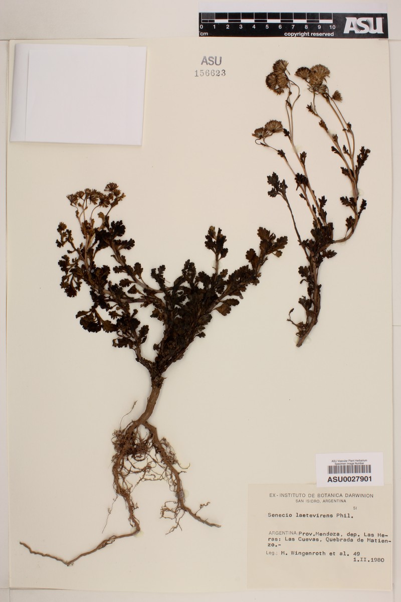 Senecio laetevirens