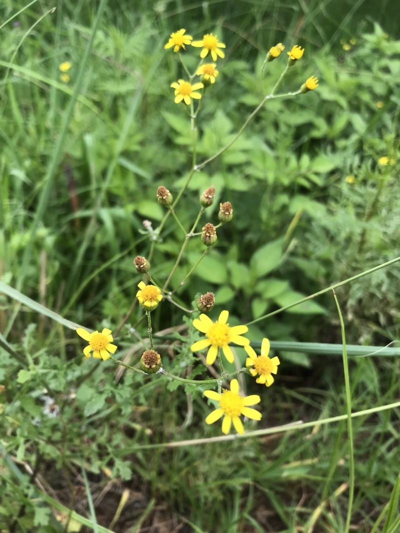 Senecio laevigatus