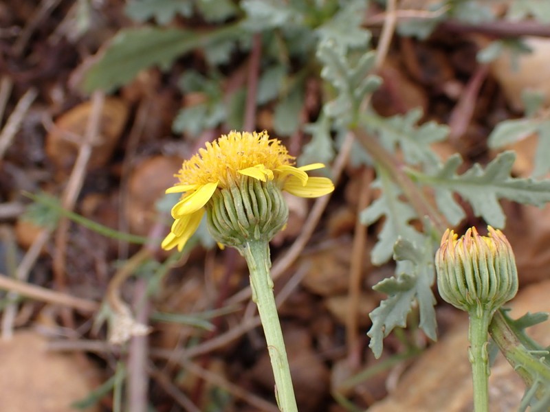 Senecio laevigatus photo 2