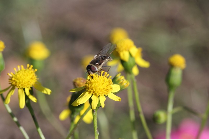 Senecio laevigatus photo 3