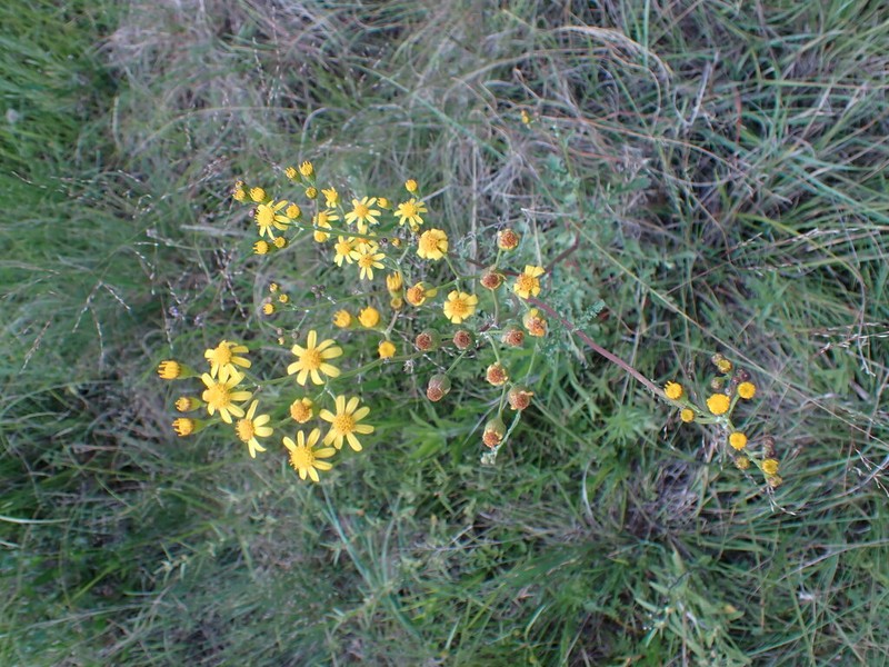Senecio laevigatus photo 4