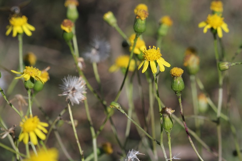 Senecio laevigatus photo 5