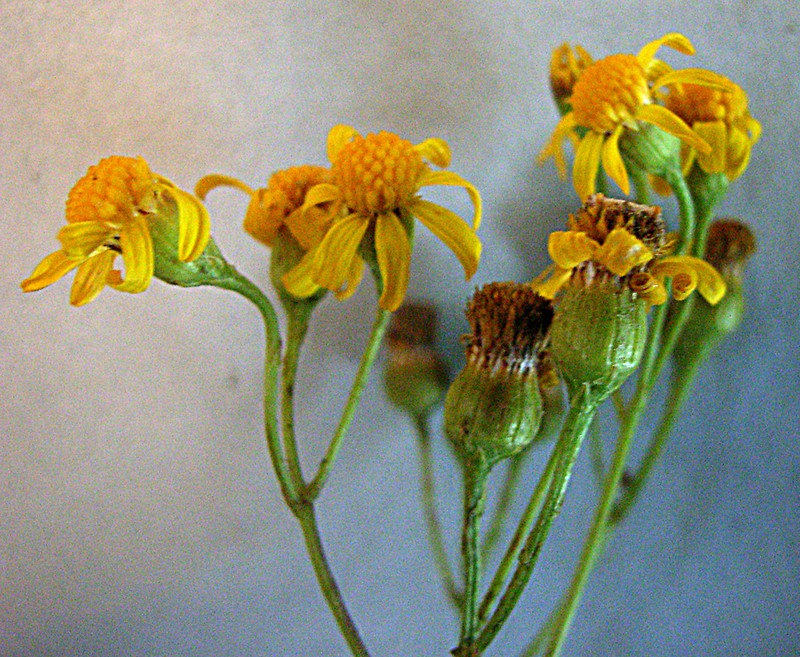 Senecio laevigatus photo 6