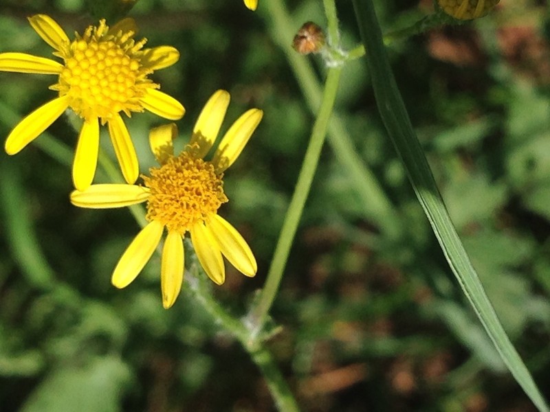 Senecio laevigatus photo 7