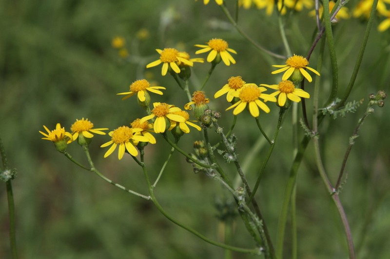 Senecio laevigatus photo 8