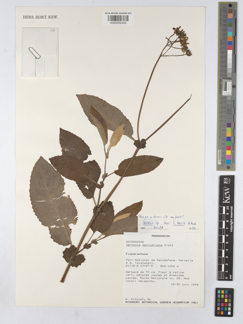 Senecio laevis