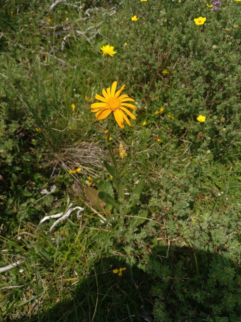 Senecio lagascanus