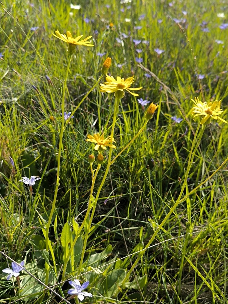 Senecio lagascanus photo 2