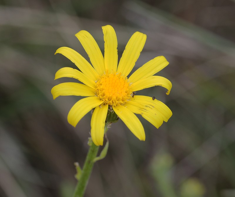 Senecio lagascanus photo 3