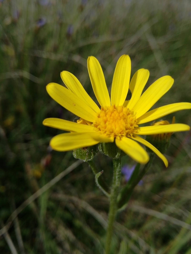 Senecio lagascanus photo 4