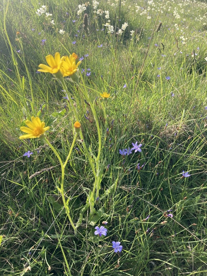 Senecio lagascanus photo 5