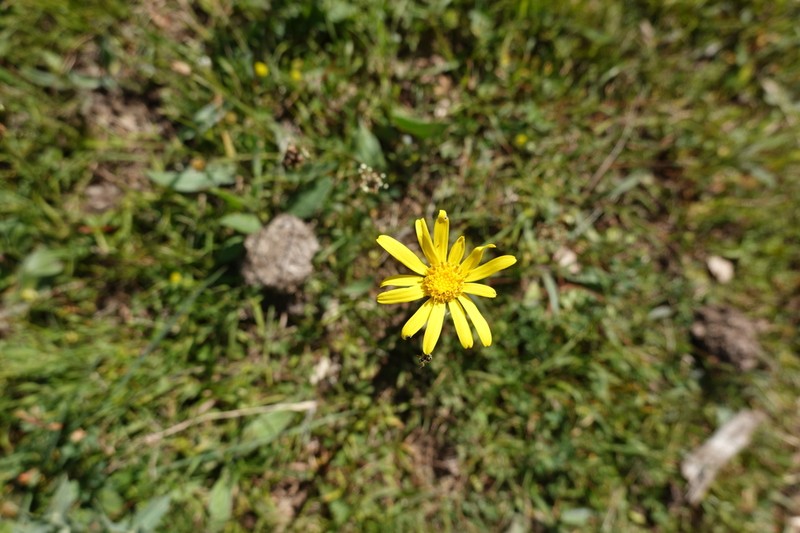 Senecio lagascanus photo 6