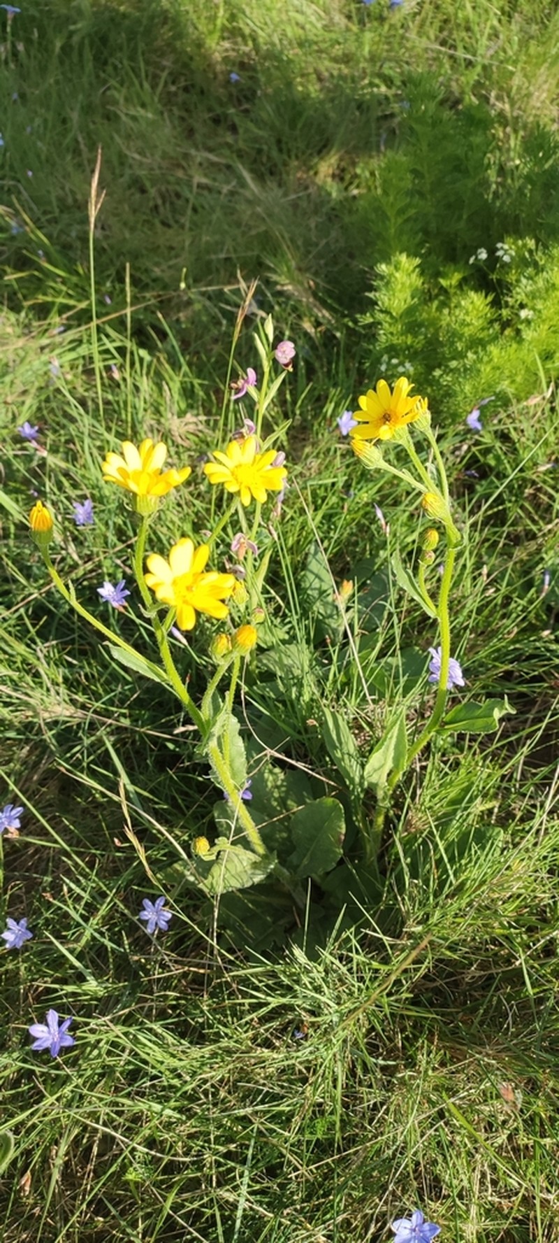 Senecio lagascanus photo 7