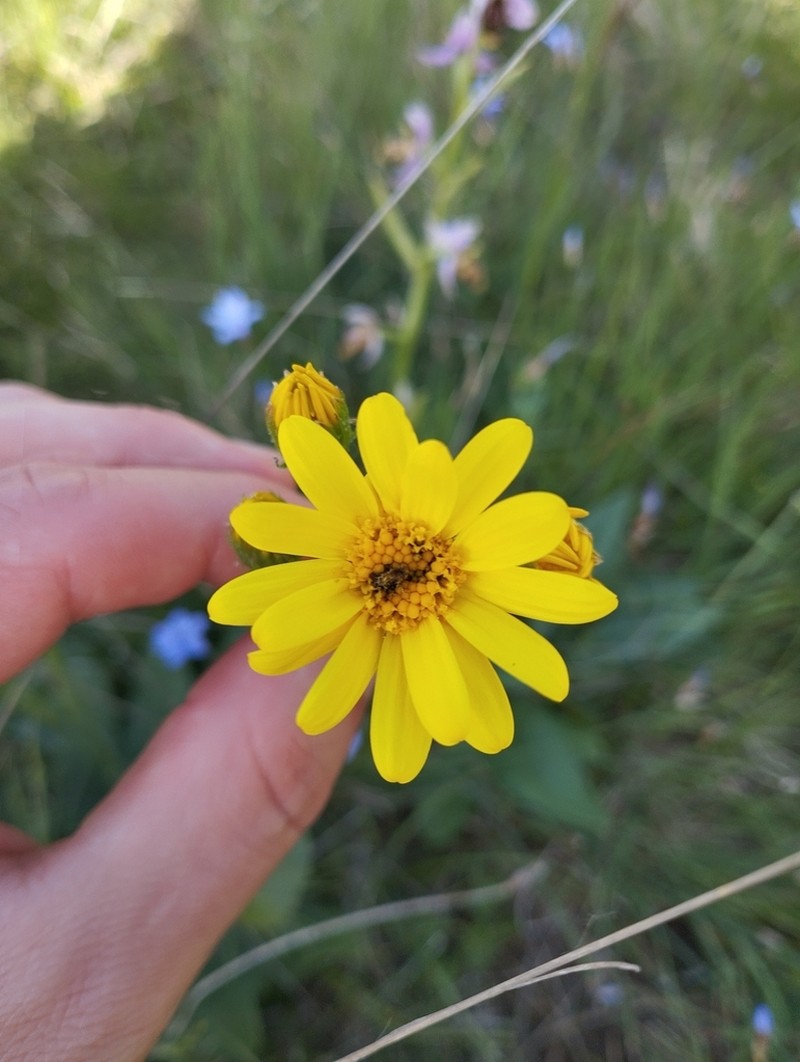 Senecio lagascanus photo 8