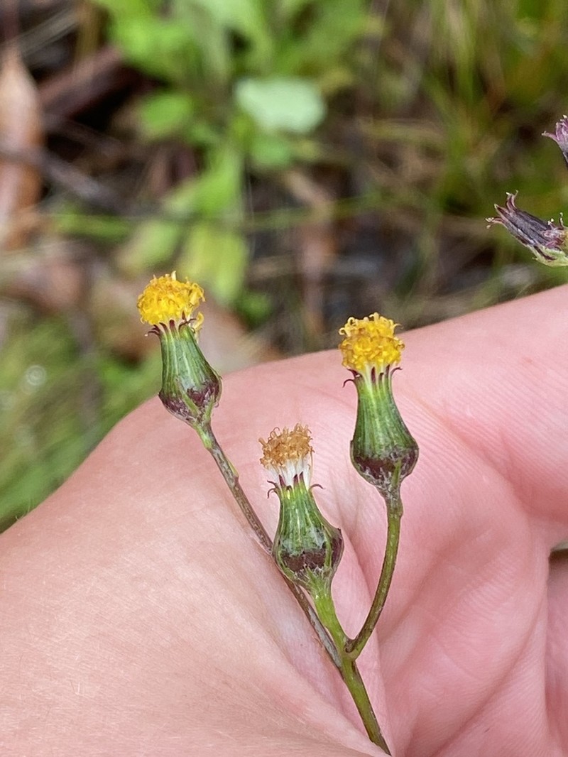 Senecio lageniformis