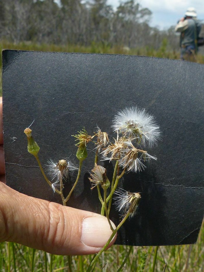Senecio lageniformis photo 3