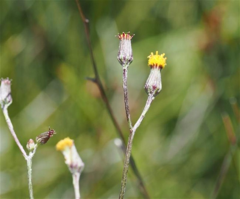 Senecio lageniformis photo 4