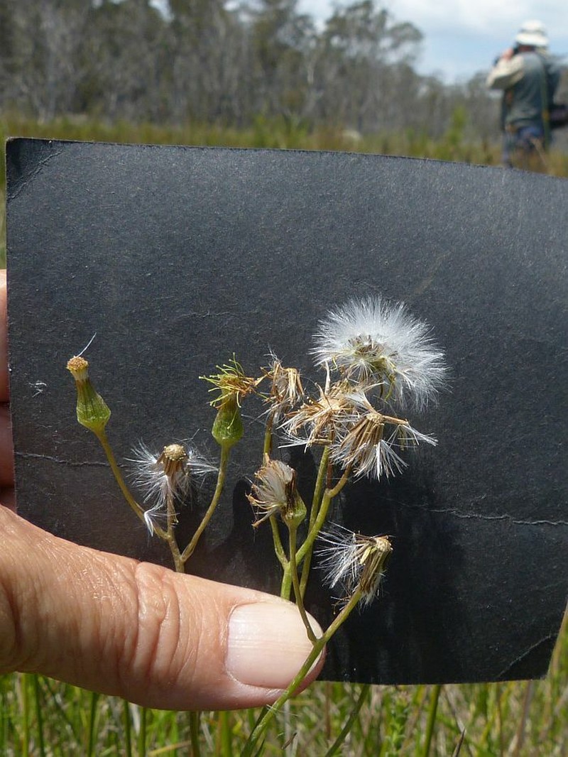 Senecio lageniformis photo 5