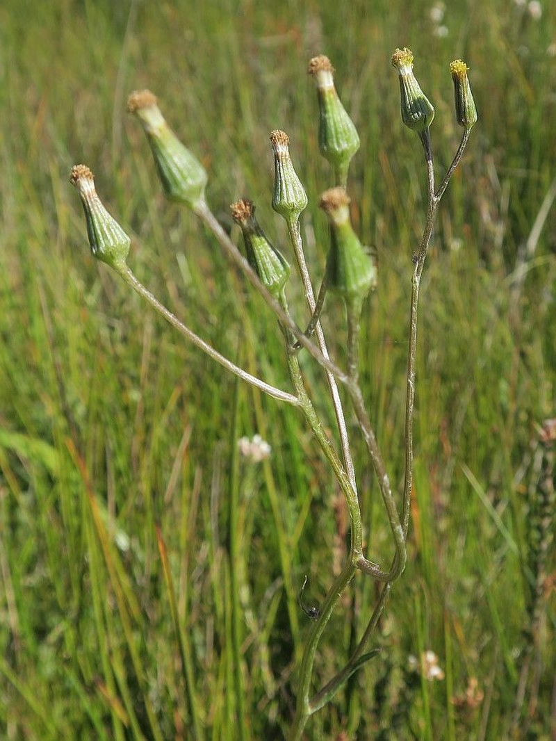 Senecio lageniformis photo 6