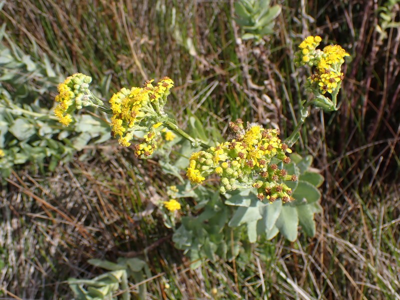 Senecio lanceus