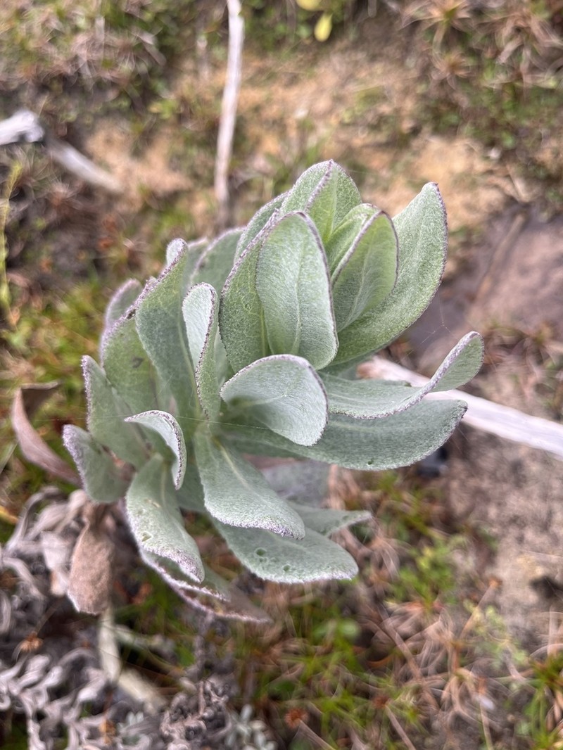 Senecio lanceus photo 2
