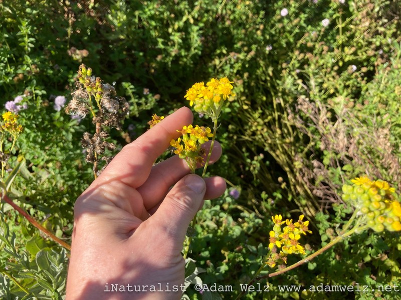 Senecio lanceus photo 3